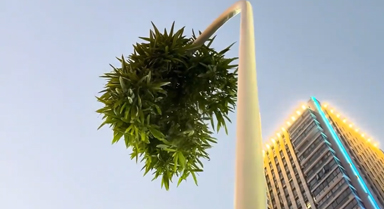 “竹坚强”穿透路灯杆向上生长